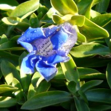 Gentiana acaulis 'Frohnleiten'