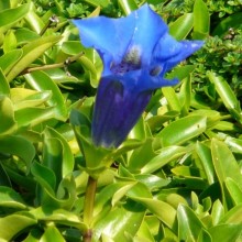 Gentiana acaulis 'Frohnleiten'