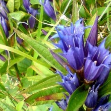 Gentiana asclepiadea | Krkonoše