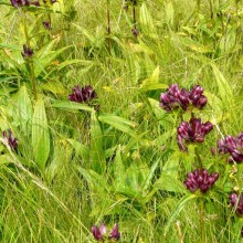 Gentiana pannonica | Kvilda