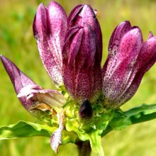 Gentiana pannonica