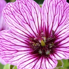 Geranium cinereum 'Lawrence Flatman'