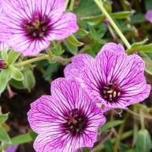 Geranium cinereum 'Lawrence Flatman'