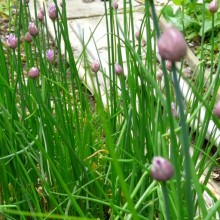 Allium schoenoprasum