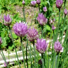 Allium schoenoprasum