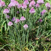 Allium schoenoprasum