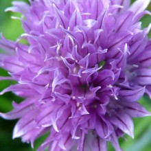 Allium schoenoprasum