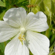 Geranium pratense 'Galactic'