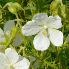 Geranium pratense 'Galactic'