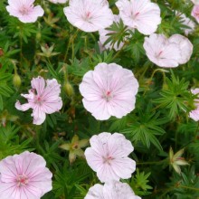 Geranium sanguineum 'Compactum'