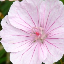 Geranium sanguineum 'Compactum'