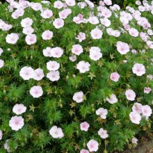 Geranium sanguineum 'Compactum'