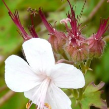 Geranium x cantabrigiense 'St. Ola'