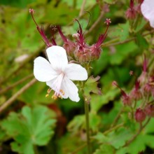 Geranium x cantabrigiense 'St. Ola'