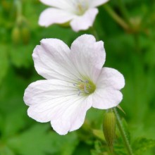 Geranium x oxonianum 'Rebecca Moss'