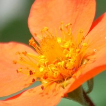 Geum coccineum
