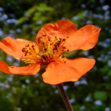 Geum coccineum