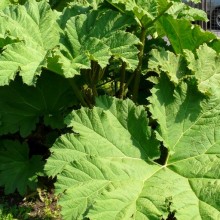 Gunnera tinctoria