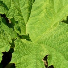 Gunnera tinctoria