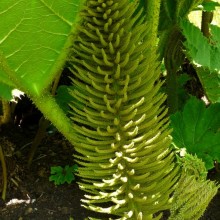 Gunnera tinctoria | květenství