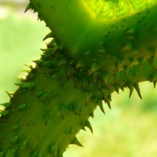 Gunnera tinctoria