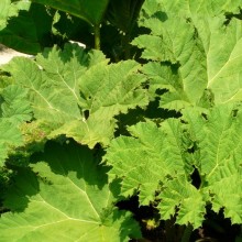 Gunnera tinctoria