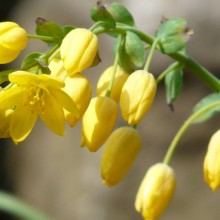 Gymnospermium altaicum