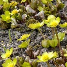 Hacquetia epipactis