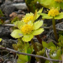 Hacquetia epipactis