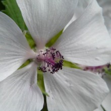 Althea officinalis