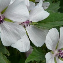 Althea officinalis