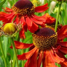 Helenium hybr. 'Moerheim Beauty'