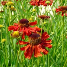 Helenium hybr. 'Moerheim Beauty'