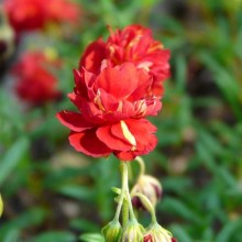 Helianthemum hybr.