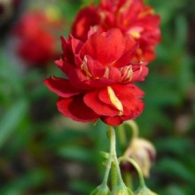 Helianthemum hybr.