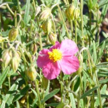 Helianthemum hybr.