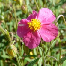 Helianthemum hybr.