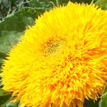 Helianthus annus 'Teddy Bear'