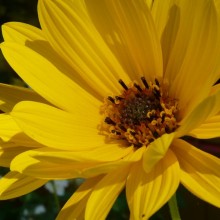 Heliopsis helianthoides