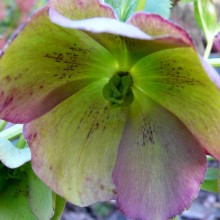 Helleborus hybridus