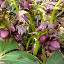 Helleborus hybridus