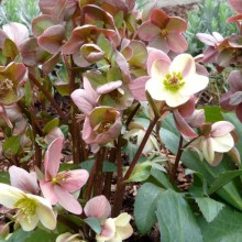 Helleborus hybr. 'Candy Love'
