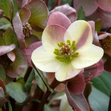 Helleborus hybr. 'Candy Love'