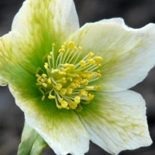 Helleborus niger