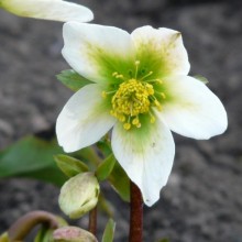 Helleborus niger