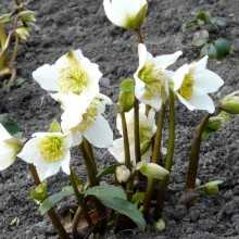 Helleborus niger