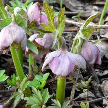 Helleborus purpurascens