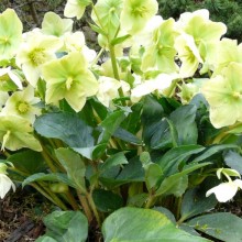 Helleborus x nigercors 'Hgc Green Corsican'