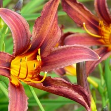 Hemerocallis