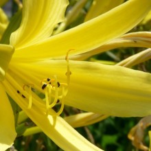 Hemerocallis lilioasphodelus